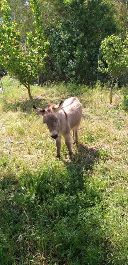 Agriturismo Funtan'Arva Loculi Ngoại thất bức ảnh